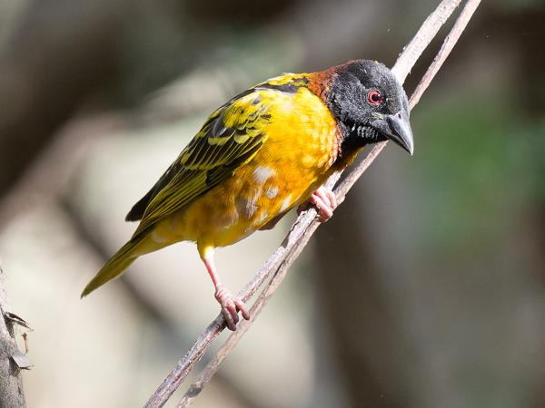 <h3><a href="/trips/gambia/biota/animalia/chordata/aves/040 passeriformes/114 ploceidae/ploceus cucullatus/ploceus cucullatus-nl.html">Ploceus&nbsp;cucullatus</a> / Village&nbsp;weaver / Grote&nbsp;textorwever</h3>OM-1 Mark II met OLYMPUS M.150-400mm F4.5, 1/640 sec  bij F5.6, ISO 10000, afstand 5.75&nbsp;m